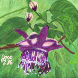 Purple Passion Petal (Original)